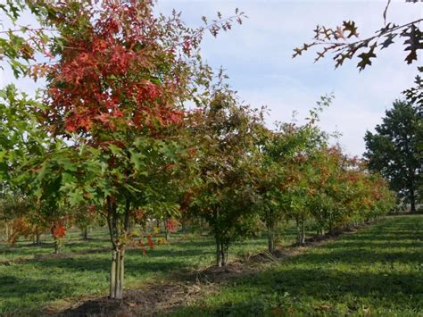 Quercus Palustris Pin Oak Swamp Oak Van Den Berk Nurseries