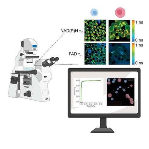 Multiphoton Autofluorescence Imaging Of T Cell Function Webinars