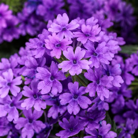 Verbena Flower | Proven Winners Direct Superbena® – Proven Winners Direct™