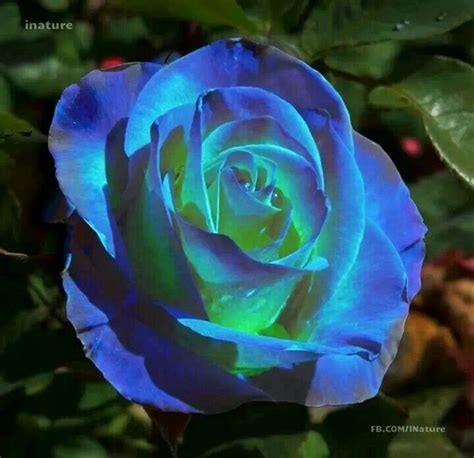 Blue Fleurs Bleues Ronsard Rose Fleurs