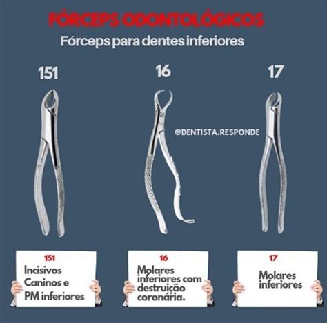 Pin De Andre Justo En Odonto En Anatom A Dental Odontolog A