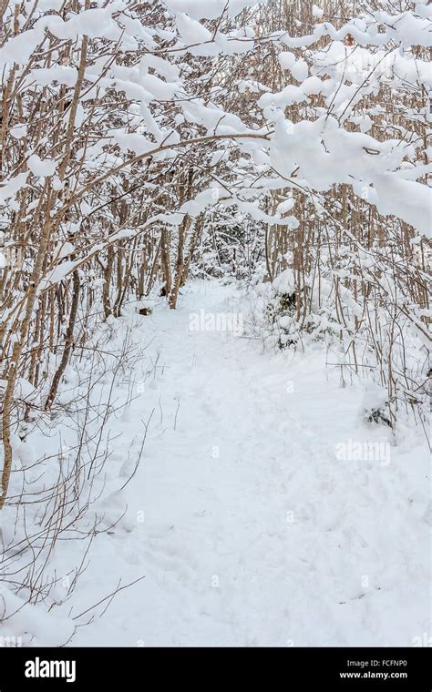 Snowy Winter Scene Stock Photo - Alamy