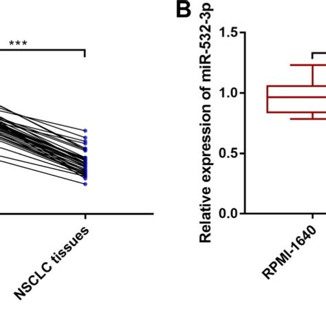 The Expressions Of MiR 532 3p In NSCLC Tissues And Cells A