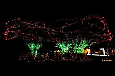 Outdoor Christmas Tree Lights Picture. Image: 3874456