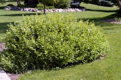 Gro-Low Fragrant Sumac - Trees Today Nursery