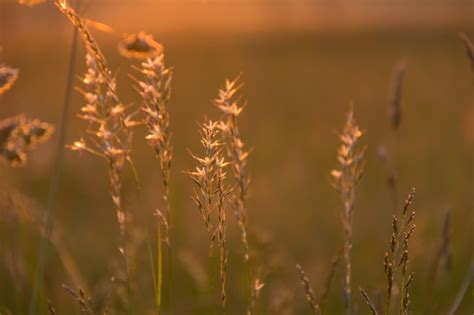 Wallpaper Sunlight Sunset Water Nature Reflection Field Branch