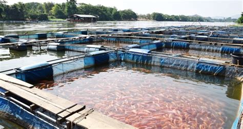 Sustainable Fish Farm