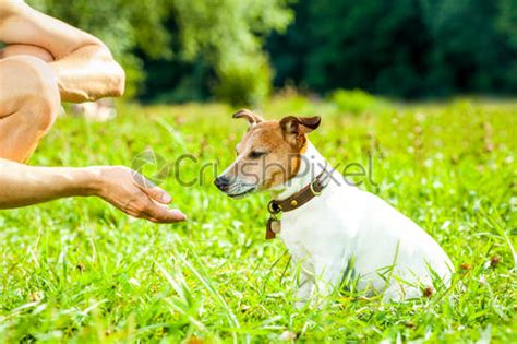 Dog and owner training - stock photo 2970435 | Crushpixel