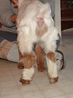 Dancing Angels Nigerian Dwarf Goats BLUE EYED DOE KID SOLD