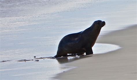 Seal Bay Conservation Park, Kangaroo Island, South Australia, a Virtual ...