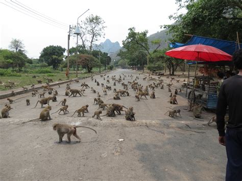 My Thailand Adventure: Monkey Mountain