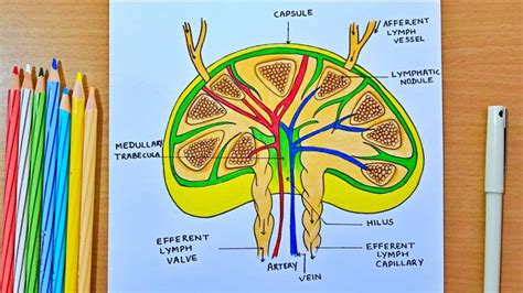 structure of a lymph node || lymph node diagram || how to draw lymph ...