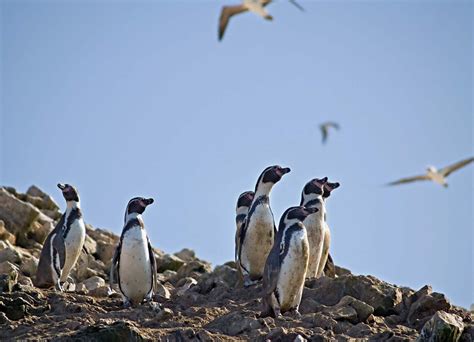 Humboldt penguin | Endangered Species, Habitat & Diet | Britannica