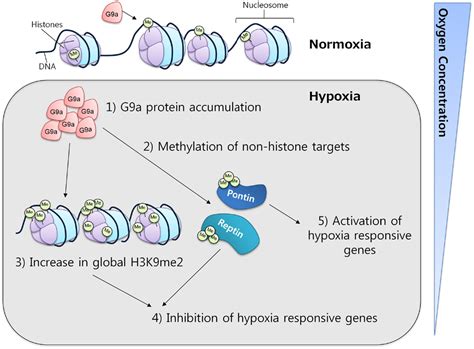 Frontiers Functional Role Of G9a Histone Methyltransferase In Cancer