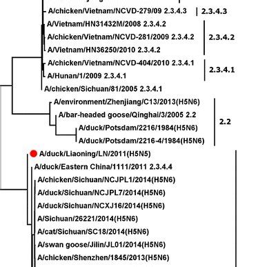 Phylogenetic Tree Of The Hemagglutinin Ha Genes Of Influenza A H N