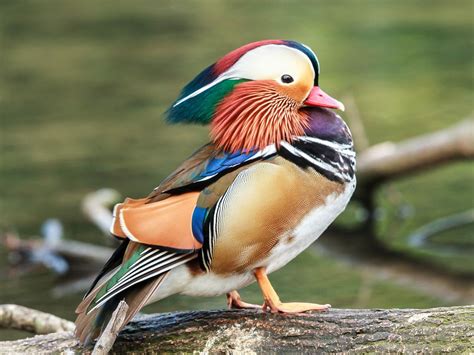 Mandarin Duck Bird Facts (Aix galericulata) | Bird Fact