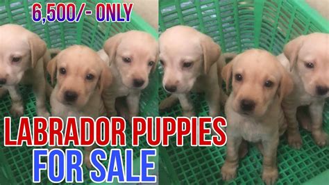 Labrador Puppies For Sale In Telugu Honeypetsvlogs Youtube