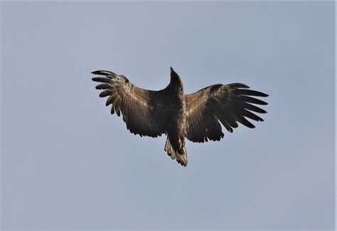 Seeadler Offenbar Im Jahr Seeadler Haliaeetus Albicil Flickr