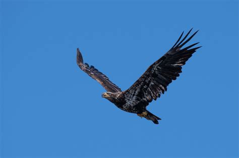 Vulture Black Hawk Flying During Daytime Eagle Image Free Photo