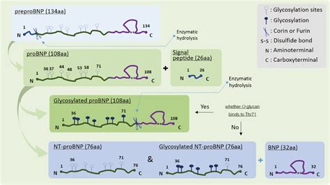 Analytical Barriers In Clinical B Type Natriuretic Peptide Measurement