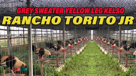 Giro Grey Sweater Yellow Leg Hatch Kelso Beautiful Birds Rancho