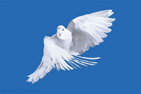 White Pigeon In Flight Photo White Pigeon Bird Photo Birds