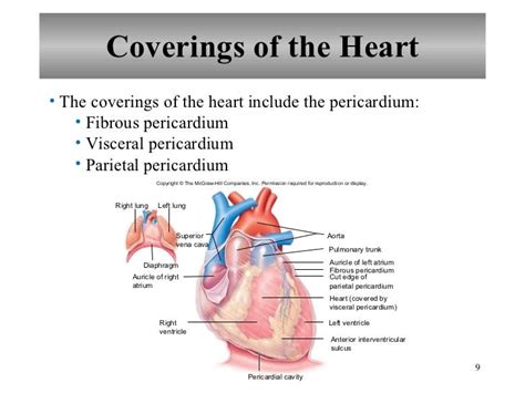 Chapter 15 Cardiovascular System