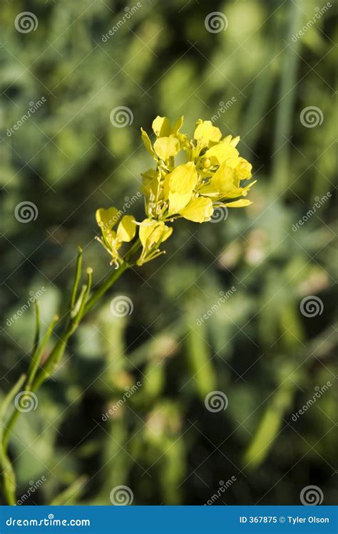 Wild Mustard Plant stock image. Image of shrub, grow, brassica - 367875