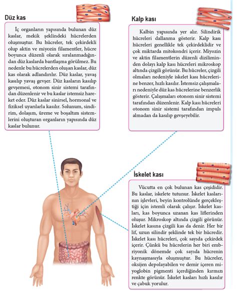 Kas Sistemi Kaslar N G Revi Nedir Ka E It Kas Vard R Tendonlar