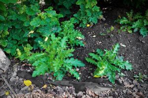 Weeds With Thorns - 13 Popular Varieties Which Were Updated