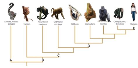 Examine The Figure Below And Match Each Term With The Letter Biology