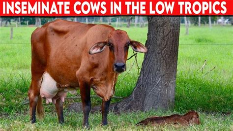 ⭕ Inseminate Cows In The Low Tropics Dairy Cow Youtube