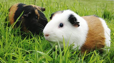 how to guinea pig making noise easily 1