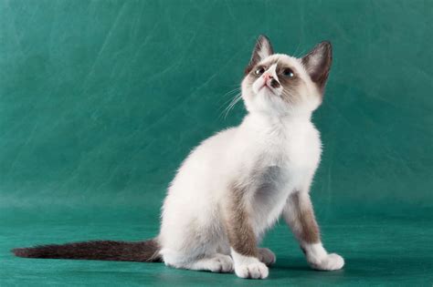 Feline 411: All About The Snowshoe Cat Breed