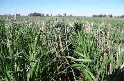 New Winter Crop Variety Sowing Guide Now Available For Nsw Growers