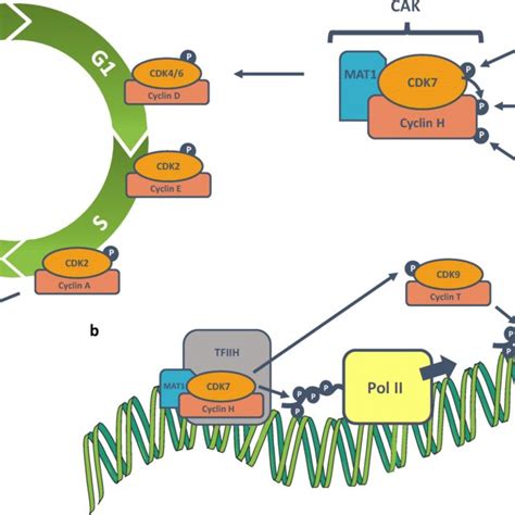 Overview Of The Regulation Of Cak And The Role Of Cdk7 In Regulating