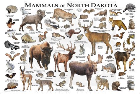 Types Of Mammals Found In North Dakota With Detailed Descriptions