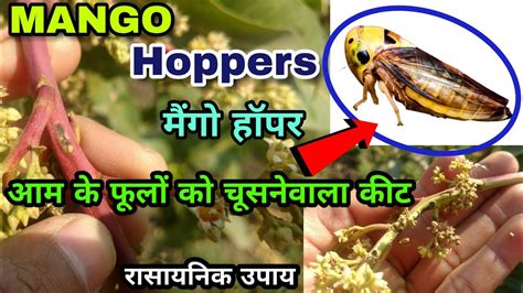 Mango Hoppers And Their Treatment आम के फूलों को चूसनेवाला खतरनाक कीट