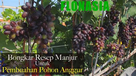 Bongkar Rahasia Dapur Resep Manjur Bikin Berbuah Pohon Anggur Youtube