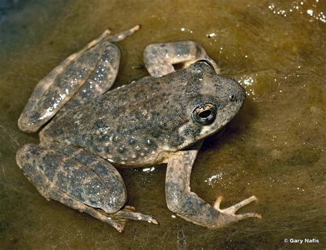 Foothill Yellow Legged Frog Alchetron The Free Social Encyclopedia