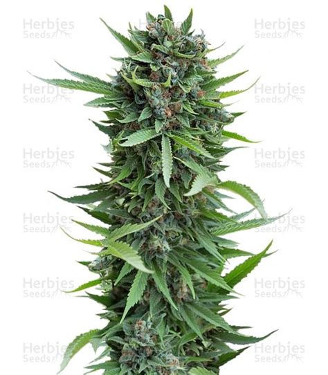 Buy Sour Diesel Auto Feminized Seeds By Humboldt Seed Organization Herbies Seeds