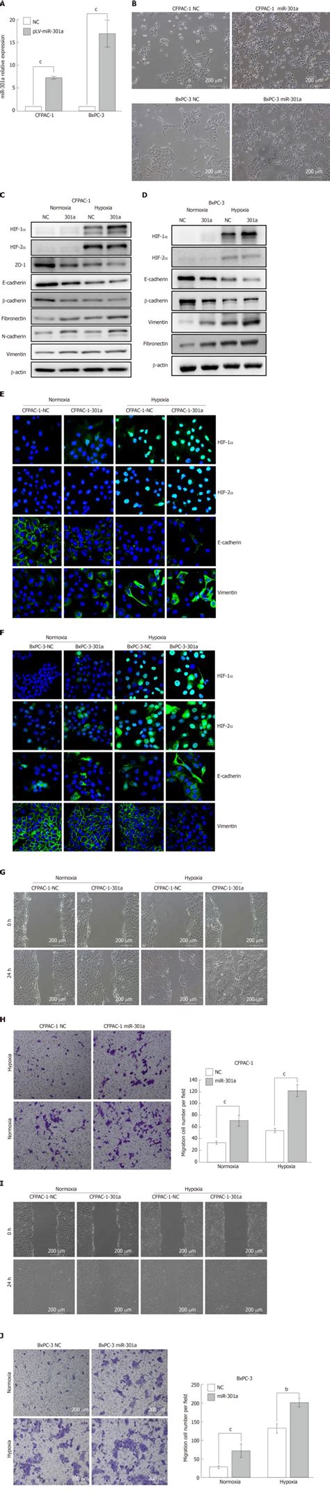 MiR 301a transcriptionally activated by HIF 2α promotes hypoxia induced