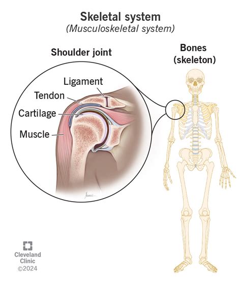 Skeletal System: What It Is, Function, Care & Anatomy