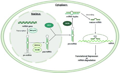 Schematic Representation Of Mirna Biogenesis In The Cell Nucleus