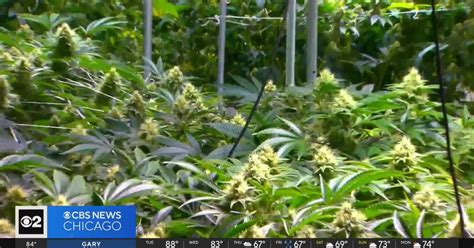 Study examining new drug to treat "cannabis use disorder" - CBS Chicago