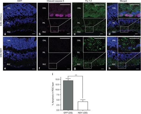 Apoptosis Immunofluorescence Of Cleaved Caspase 3 And Thy 1 2 In