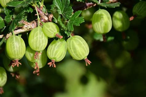 Gooseberry Growing Zone