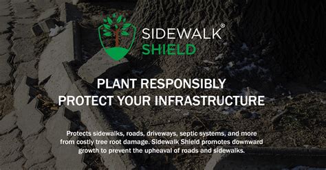 How Does a Tree Root Barrier Work? Does It Harm the Tree? – Sidewalk Shield