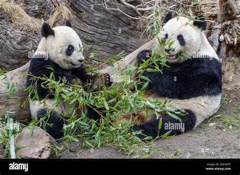 Giant Pandas Stock Photo Alamy