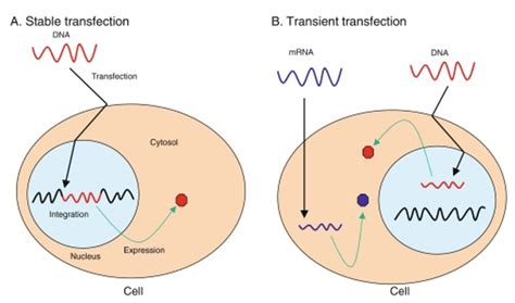 Transient Transfection Service Creative Bioarray